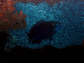   Midnight parrotfish silversides cave  
